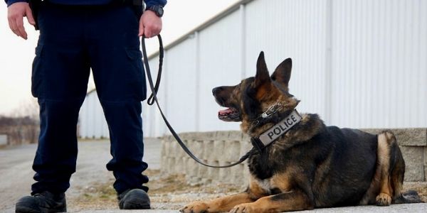 Nach dem Verbot von Zughalsbändern wurden deutsche Polizeihunde nach Hause zurückgebracht